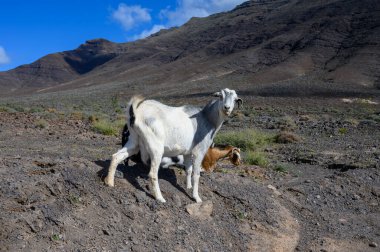 Goats grazing on rocky volcanic hillsides along dirty road to the remote Cofere beach on Fuerteventura, Canary islands, Spain in winter