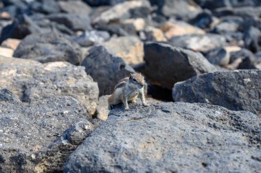 Chipmunk or barbary ground squirrel animal sits on dark lava stones in sun lights on Fuerteventura, Canary Islands, Spain