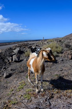 Goats grazing on rocky volcanic hillsides along dirty road to the remote Cofere beach on Fuerteventura, Canary islands, Spain in winter