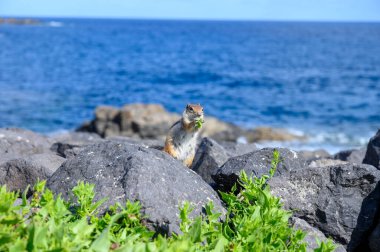 Chipmunk or barbary ground squirrel animal sits on dark lava stones in sun lights on Fuerteventura, Canary Islands, Spain