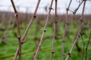 View of Champagne gran cru pinor noir vineyards near Bouzy village at winter, Champagne, France