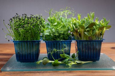 Sağlıklı yiyecekler, yeşil bahçeli lahanalar soğan soğan ve lupin soğanları mavi plastik kutuda yetişmeye hazır.