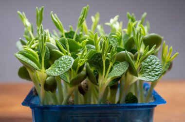 Sağlıklı yiyecekler, taze filizler yeşil bahçe teresi ve lupin bitkileri tüketime hazır mavi plastik kutuda büyümeye hazır.