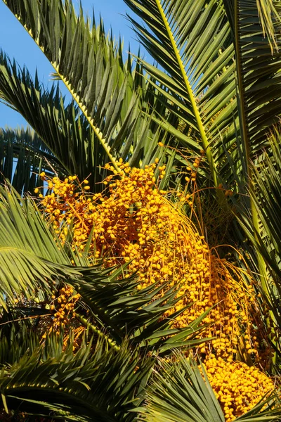 Date palm tree with fruits and blue sky on background