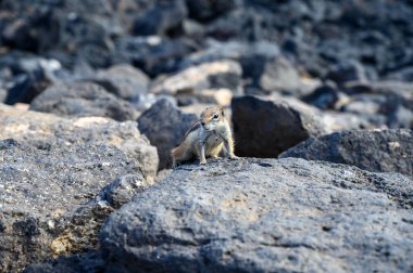 Chipmunk or barbary ground squirrel animal sits on dark lava stones in sun lights on Fuerteventura, Canary Islands, Spain