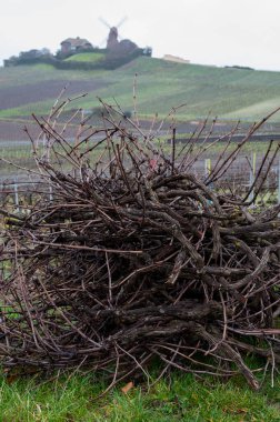 Winter works on Champagne gran cru vineyards near Verzenay village at winter, pruning vine branches, February in Champagne, France