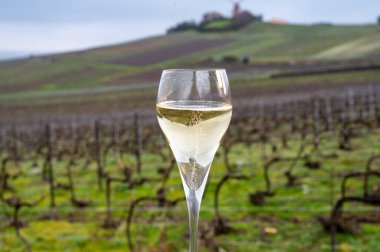 Winter tasting of brut champagne sparkling wine outdoor with view on pinot noir gran cru vineyards of famous champagne houses in Montagne de Reims near Verzenay, Champagne, France