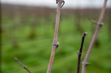 View of Champagne gran cru pinor noir vineyards near Bouzy village at winter, Champagne, France
