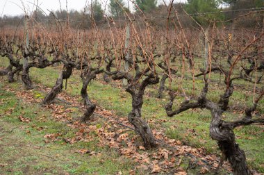 Ripe and dry bunches of red tempranillo grapes after harvest, vineyards of La Rioja wine region in Spain, Rioja Alavesa in cloudy winter