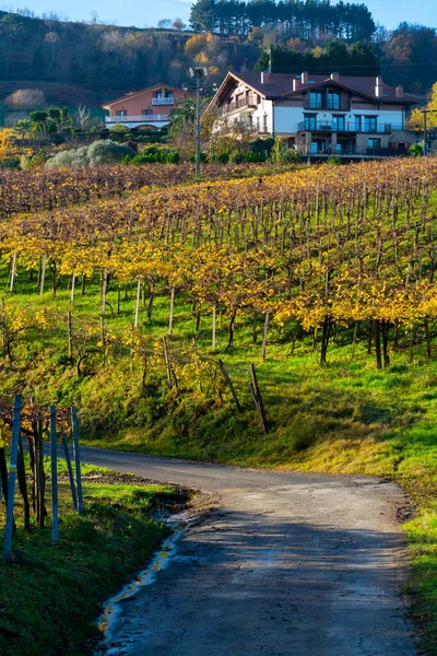 丘の上のTxakoliブドウ畑 Txakoliまたはわずかに輝くシャコールの作る 高酸味と低アルコール度の非常に乾燥した白ワイン ゲタリア バスク地方 スペイン — ストック写真