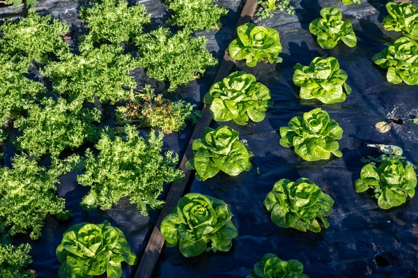 Organic Vegetable Garden Fertile Covered Soils Rows Growing Green Lettuce — Stok fotoğraf