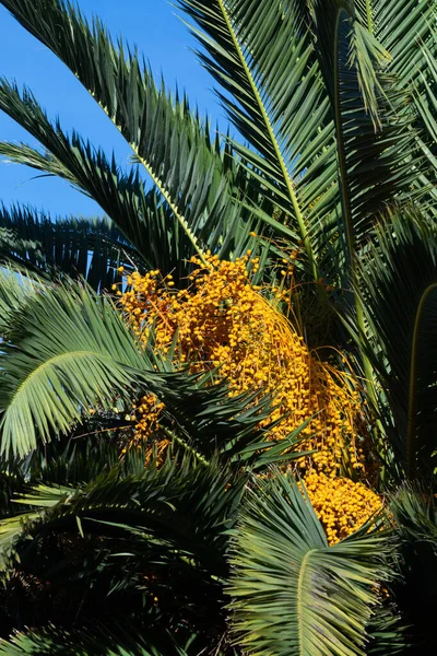 Date Palm Tree Fruits Blue Sky Background — Foto de Stock