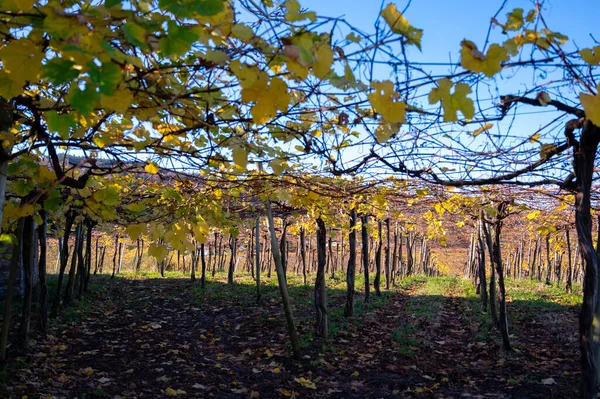 stock image Hilly txakoli grape vineyards, making of Txakoli or chacol slightly sparkling, very dry white wine with high acidity and low alcohol content, Getaria, Basque Country, Spain