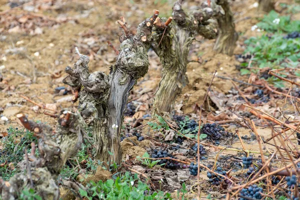 Ripe Dry Bunches Red Tempranillo Grapes Harvest Vineyards Rioja Wine — Stock Photo, Image