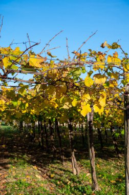 Tasting of txakoli or chacol slightly sparkling very dry white wine produced in Spanish Basque Country with view on old port and sunny village Getaria