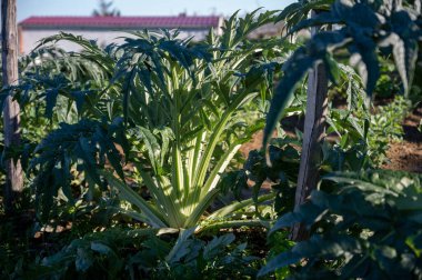 Tasty artichoke plant heads growing on farm field in Spain at winter