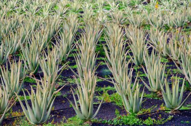 Aloe vera çiftliği, aloe vera yetiştirme, ilaç, kozmetik, cilt bakımı, dekorasyon, Fuerteventura, Kanarya Adaları, İspanya