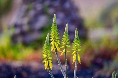 Aloe vera çiftliği, aloe vera yetiştirme, ilaç, kozmetik, cilt bakımı, dekorasyon, Fuerteventura, Kanarya Adaları, İspanya