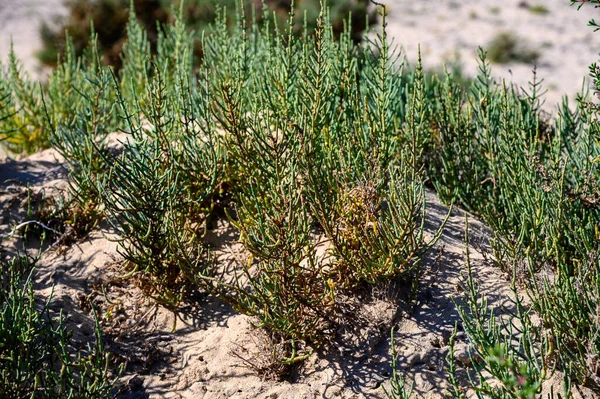 Salicornia Εδώδιμα Φυτά Που Καλλιεργούνται Αλμυρίκια Παραλίες Που Ονομάζονται Επίσης — Φωτογραφία Αρχείου