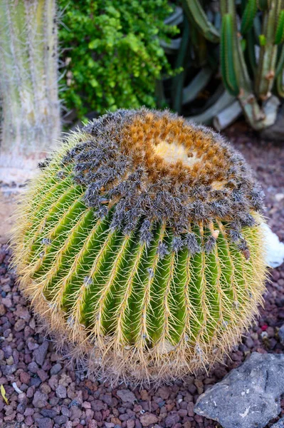 Botanická Zahrada Různými Tropické Šťavnaté Rostliny Zelené Kaktusy Zblízka — Stock fotografie