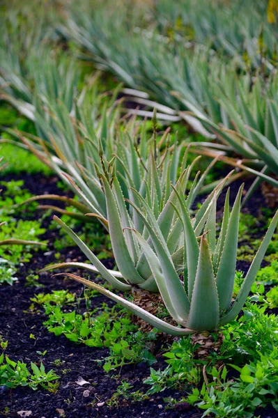 Aloe Vera Plantation Cultivation Aloe Vera Healthy Plant Used Medicine — Stock Photo, Image