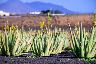 Aloe vera çiftliği, aloe vera yetiştirme, ilaç, kozmetik, cilt bakımı, dekorasyon, Fuerteventura, Kanarya Adaları, İspanya