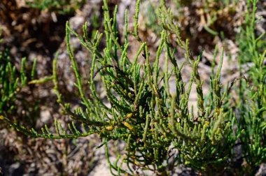 Salicornia yenilebilir bitkileri tuzlu bataklıklarda, plajlarda, ayrıca cam tozu, turşu, turşu, bataklık sampiri, deniz fasulyesi, samphire veya deniz kuşkonmazı, Fuerteventura, Kanarya adaları, İspanya 'da da yetişir.