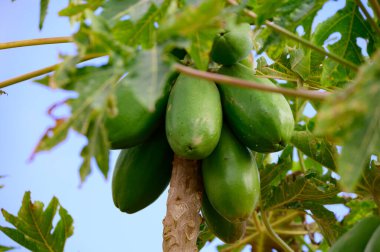 Ağaçta asılı tropik yeşil papaya meyveleri, Kanarya adalarında papaya fidanları, İspanya