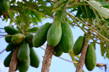 Ağaçta asılı tropik yeşil papaya meyveleri, Kanarya adalarında papaya fidanları, İspanya