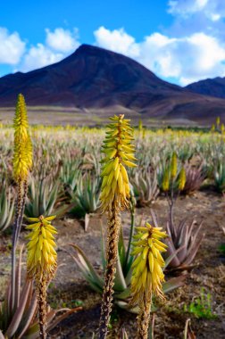 Aloe vera çiftliği, aloe vera yetiştirme, ilaç, kozmetik, cilt bakımı, dekorasyon, Fuerteventura, Kanarya Adaları, İspanya