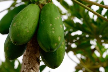 Ağaçta asılı tropik yeşil papaya meyveleri, Kanarya adalarında papaya fidanları, İspanya