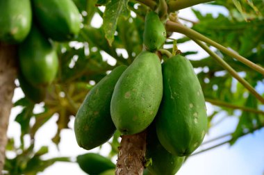 Ağaçta asılı tropik yeşil papaya meyveleri, Kanarya adalarında papaya fidanları, İspanya