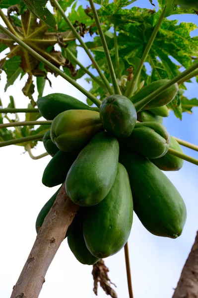 stock image Tropical green papaya fruits hanging on tree, plantations of papaya on Canary islands, Spain