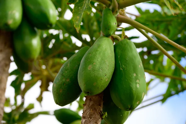 stock image Tropical green papaya fruits hanging on tree, plantations of papaya on Canary islands, Spain