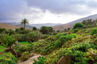 Kanarya 'nın eski Betancuria kasabasında ağaçlar ve çiçekler Fuerteventura adasında, İspanya' da kış