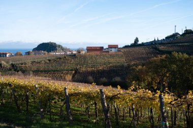 Hilly txakoli üzüm bağları, hafif köpüklü Txakoli üzümleri, yüksek asitli ve düşük alkol içerikli çok kuru beyaz şarap, Getaria, Bask Ülkesi, İspanya sonbaharda