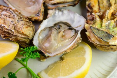 Eating of fresh big raw Zeeuwse Creuse Dutch oysters from Zeeland with fresh lemon juice, Netherlands