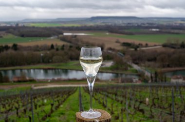 Bir bardak brut şampanyası köpüklü şarap tepe Pinot noir gran cru üzüm bağlarında kışın Ay ve Marne nehri yakınlarındaki ünlü şampanyalarda şampanya, Fransa