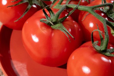 Red ripe tasty Dutch tomatoes growing indoor in greenhouse all seasons, food industry in Netherlands close up