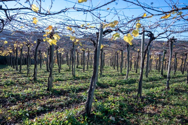 Stock image Hilly txakoli grape vineyards, making of Txakoli slightly sparkling, very dry white wine with high acidity and low alcohol content, Getaria, Basque Country, Spain in autumn