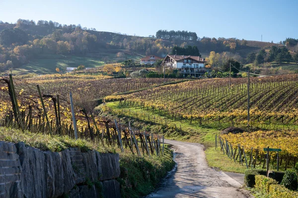 stock image Hilly txakoli grape vineyards, making of Txakoli sparkling, very dry white wine with high acidity and low alcohol content, Getaria, Basque Country, Spain in autumn