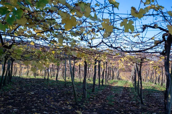 Hügelige Txakoli Weinberge Herstellung Von Txakoli Schaumwein Sehr Trockener Weißwein — Stockfoto