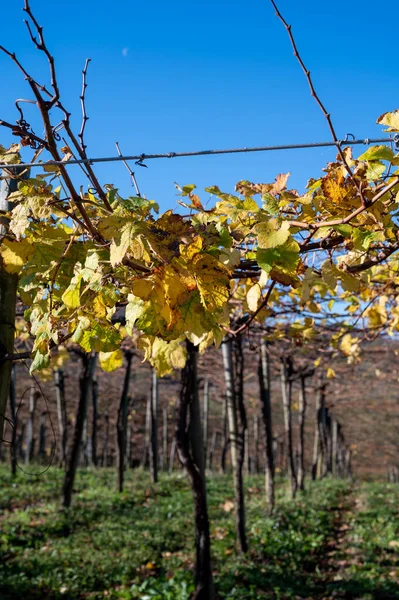 丘の上Txakoliブドウ畑 Txakoliのスパークリング製 非常に乾燥した白ワイン高酸味と低アルコール度 ゲタリア バスク地方 スペイン秋 — ストック写真