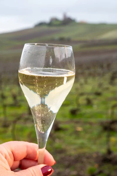 ノワールを眺めながら シャンパン スパークリングワインの屋外での冬の試飲フランス シャンパーニュのヴェルツェナイ近くのモンターニュ ランスにある有名なシャンパンハウスのグラン クリュのブドウ畑 — ストック写真