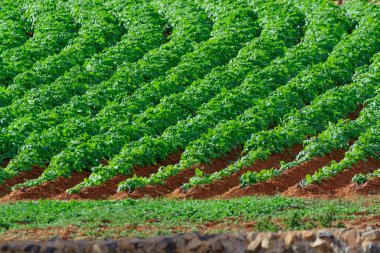 Papas negras bitkileri, Furteventura 'daki yerel siyah patates çiftlikleri, Kanarya adaları, İspanya kışın