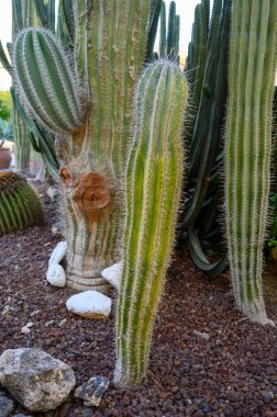 Farklı tropik sulu bitkilere sahip botanik bahçesi. Yeşil kaktüsler kapanıyor.