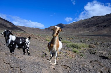 Goats grazing on rocky volcanic hillsides along dirty road to the remote Cofere beach on Fuerteventura, Canary islands, Spain in winter