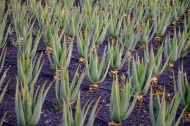 Aloe vera çiftliği, aloe vera yetiştirme, ilaç, kozmetik, cilt bakımı, dekorasyon, Fuerteventura, Kanarya Adaları, İspanya