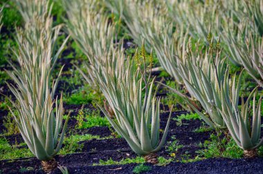 Aloe vera çiftliği, aloe vera yetiştirme, ilaç, kozmetik, cilt bakımı, dekorasyon, Fuerteventura, Kanarya Adaları, İspanya