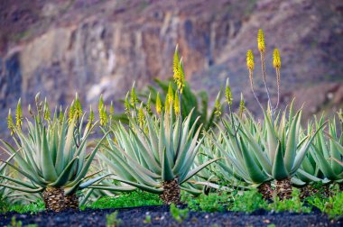 Aloe vera çiftliği, aloe vera yetiştirme, ilaç, kozmetik, cilt bakımı, dekorasyon, Fuerteventura, Kanarya Adaları, İspanya